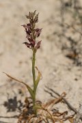 DPPhotography - Crete - Anacamptis fragans - A