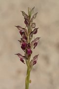 DPPhotography - Crete - Anacamptis fragans - B
