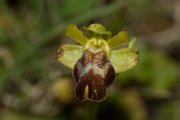 DPPhotography - Crete - Ophrys bilunulata - B
