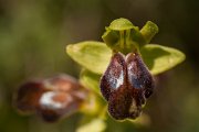 DPPhotography - Crete - Ophrys bilunulata - D