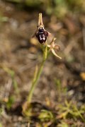 DPPhotography - Crete - Ophrys cretica - A