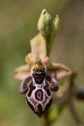 DPPhotography - Crete - Ophrys cretica - D