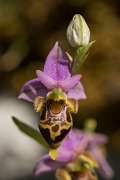 DPPhotography - Crete - Ophrys heldreichii - A