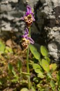 DPPhotography - Crete - Ophrys heldreichii - B