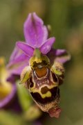 DPPhotography - Crete - Ophrys heldreichii - E