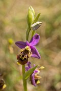 DPPhotography - Crete - Ophrys heldreichii - G