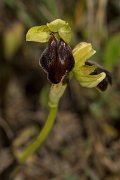 DPPhotography - Crete - Ophrys hysterofusca - B