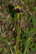 DPPhotography - Crete - Ophrys iricolor - A