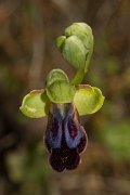 DPPhotography - Crete - Ophrys iricolor - B