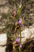 DPPhotography - Crete - Ophrys minoa - B