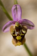 DPPhotography - Crete - Ophrys minoa - C