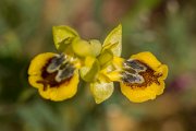 DPPhotography - Crete - Ophrys phryganae - E