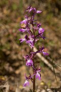 DPPhotography - Crete - Orchis anatolica - A