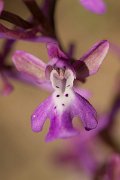 DPPhotography - Crete - Orchis anatolica - B