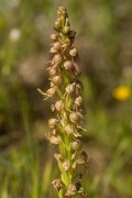 DPPhotography - Crete - Orchis anthropophora - A