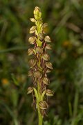 DPPhotography - Crete - Orchis anthropophora - C