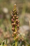 DPPhotography - Crete - Orchis anthropophora - D