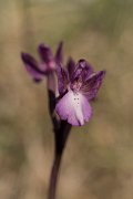 DPPhotography - Crete - Orchis boryi - B