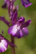 DPPhotography - Crete - Orchis boryi - C