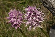 DPPhotography - Crete - Orchis italica - B