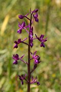 DPPhotography - Crete - Orchis laxiflora - A