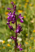 DPPhotography - Crete - Orchis laxiflora - B