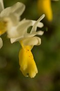 DPPhotography - Crete - Orchis pauciflora - A