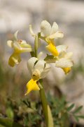 DPPhotography - Crete - Orchis pauciflora - D