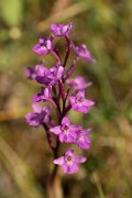 DPPhotography - Crete - Orchis quadripunctata - A