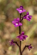 DPPhotography - Crete - Orchis quadripunctata - B