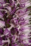DPPhotography - Crete - Orchis simia - B