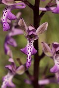 DPPhotography - Crete - Orchis sitiaca - B