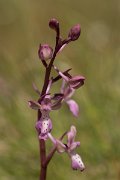 DPPhotography - Crete - Orchis sitiaca - C