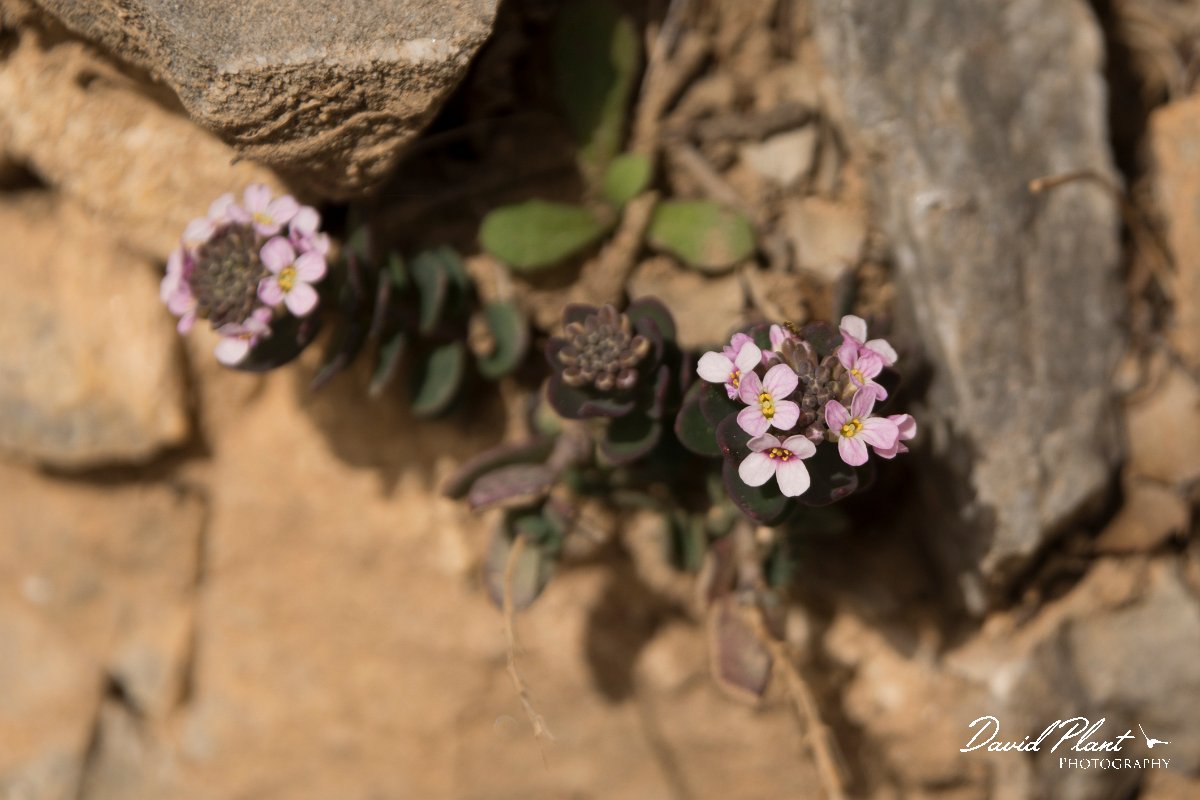 DPPhotography - Crete - Aethionema saxatile creticum - A.jpg - Burnt candytuft - Aethionema saxatile creticum