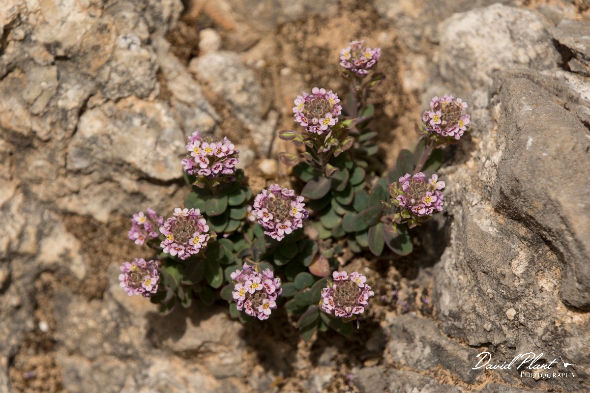 DPPhotography - Crete - Aethionema saxatile creticum - B.jpg - Burnt candytuft - Aethionema saxatile creticum