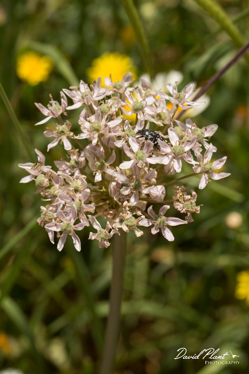DPPhotography - Crete - Allium nigrum - A.jpg - Allium nigrum