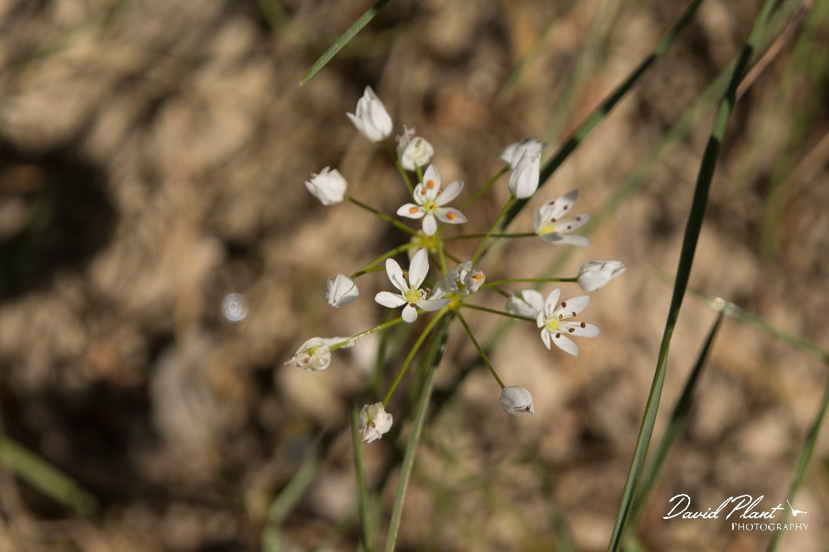 DPPhotography - Crete - Allium subhirsutum - A.jpg - Allium subhirsutum