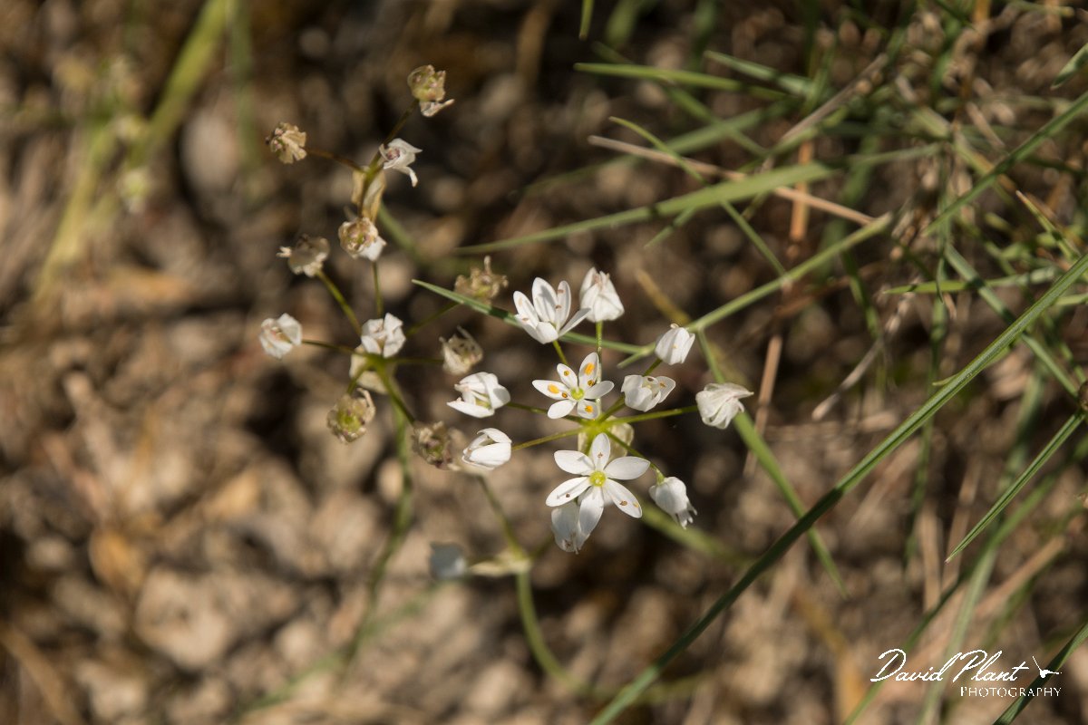 DPPhotography - Crete - Allium subhirsutum - B.jpg - Allium subhirsutum