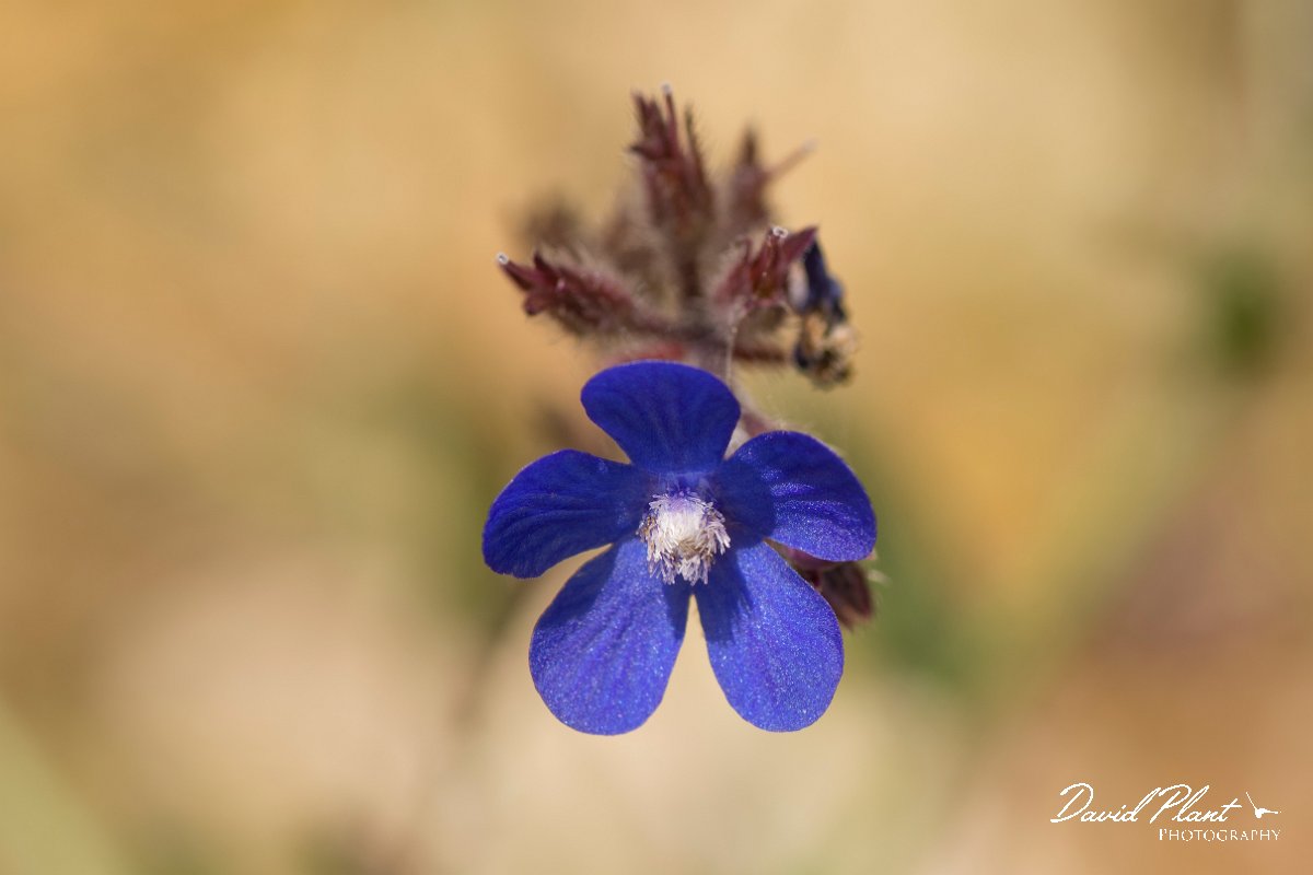 DPPhotography - Crete - Anchusa italica - A.jpg - Anchusa italica