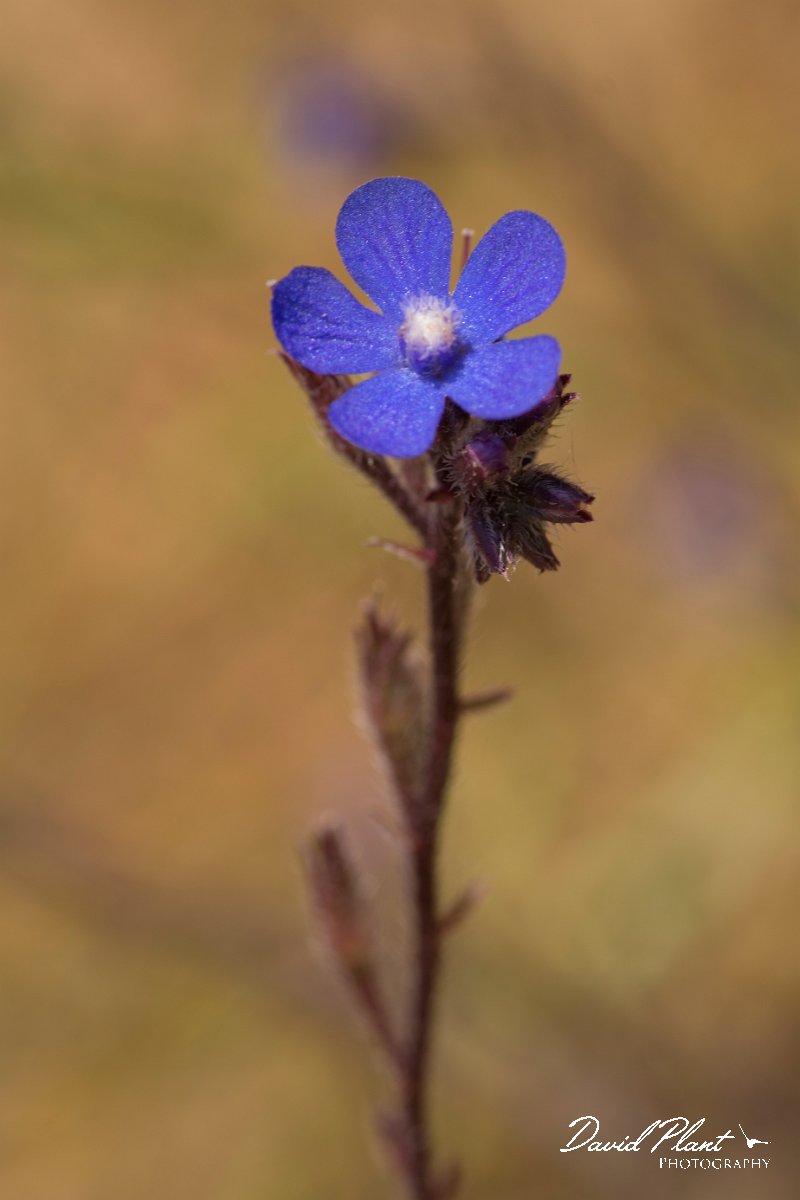 DPPhotography - Crete - Anchusa italica - B.jpg - Anchusa italica