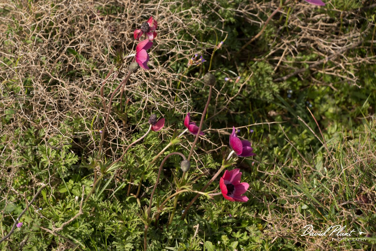 DPPhotography - Crete - Anemone coronaria - B.jpg - Anemone coronaria