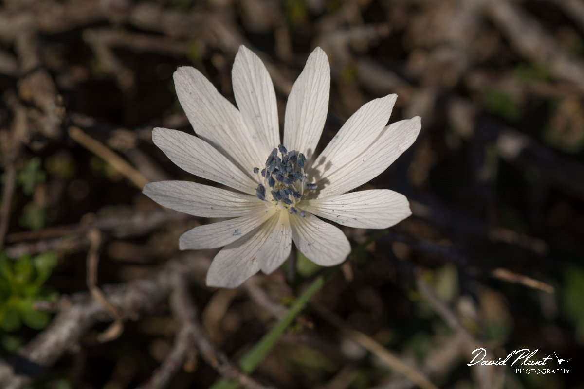 DPPhotography - Crete - Anemone hortensis heldreichii - A.jpg - Anemone hortensis heldreichii