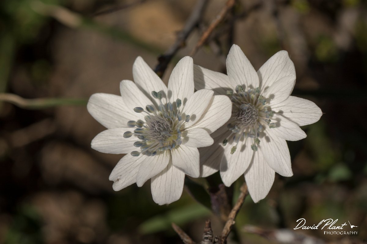 DPPhotography - Crete - Anemone hortensis heldreichii - B.jpg - Anemone hortensis heldreichii