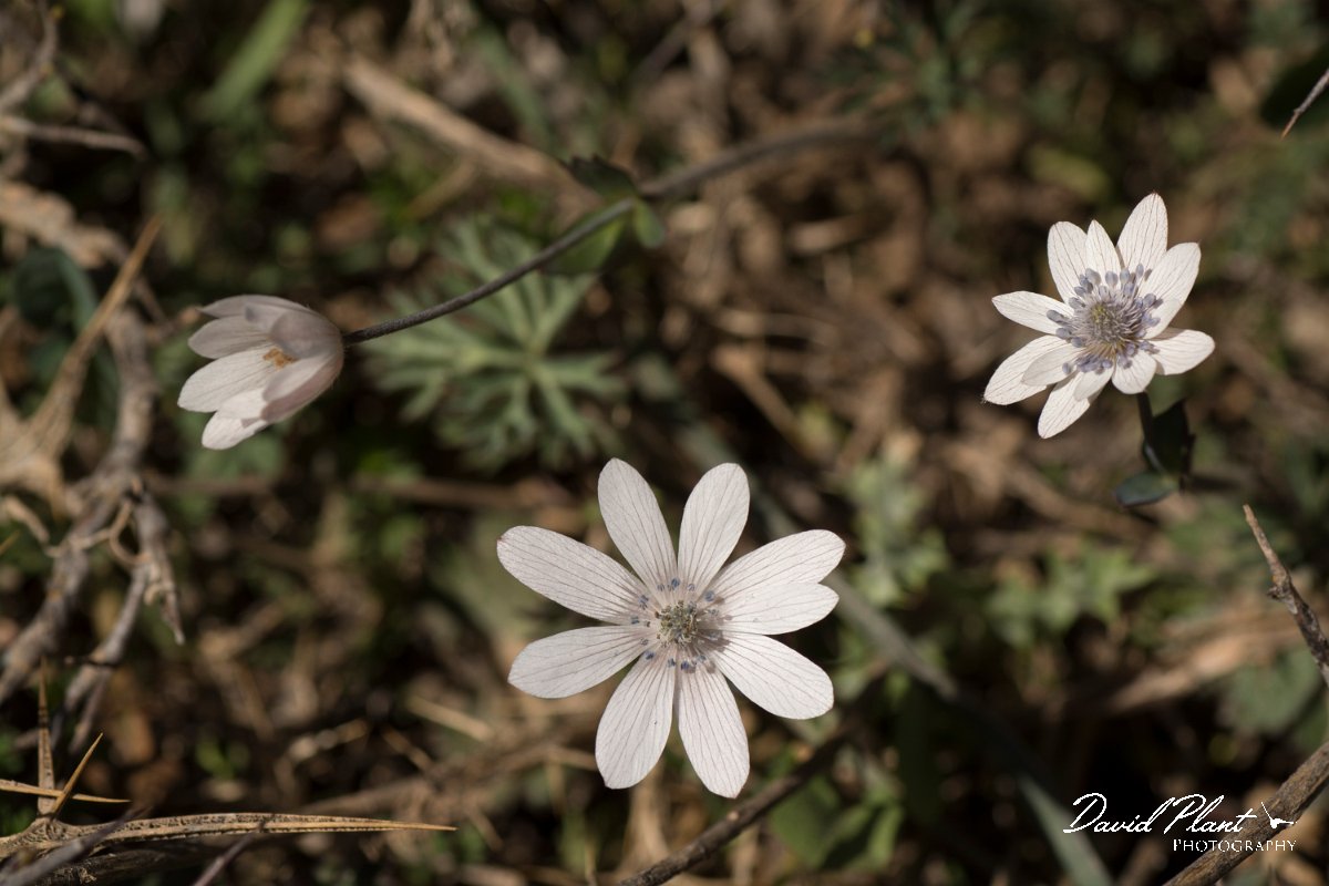 DPPhotography - Crete - Anemone hortensis heldreichii - C.jpg - Anemone hortensis heldreichii