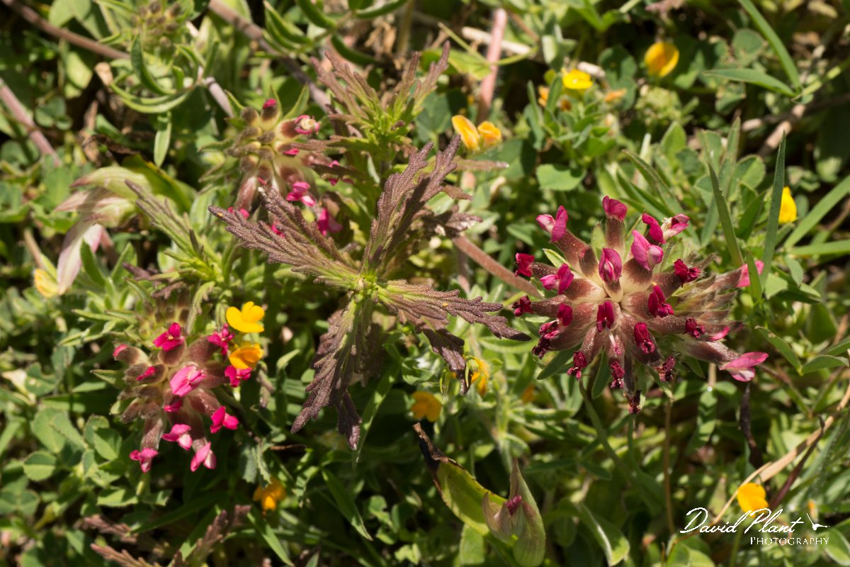 DPPhotography - Crete - Anthyllis vulernaria rubiflora - B.jpg - Red kidney-vetch - Anthyllis vulneraria rubriflora
