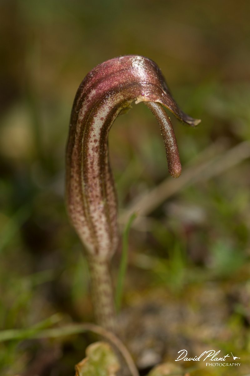 DPPhotography - Crete - Arisarum vulgare - A.jpg - Friar's cowl - Arisarum vulgare