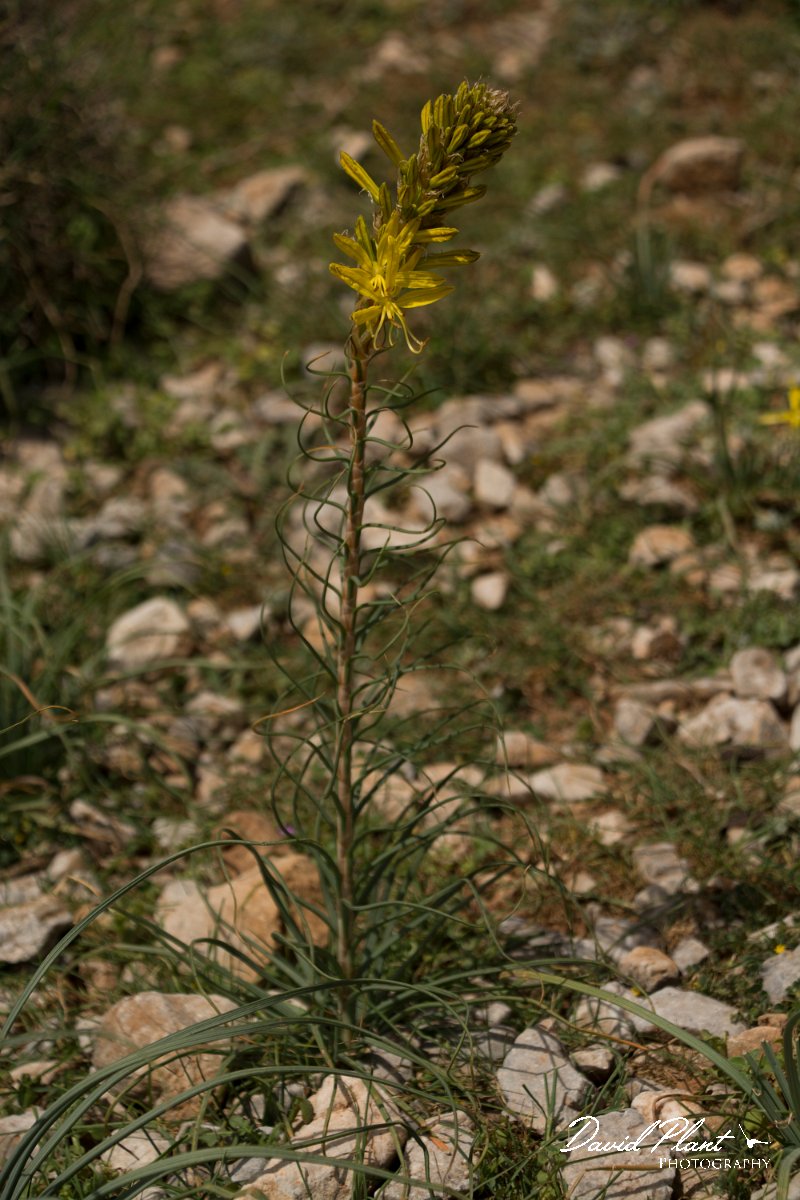 DPPhotography - Crete - Asphodeline lutea - B.jpg - Yellow ashopdel - Asphodeline lutea