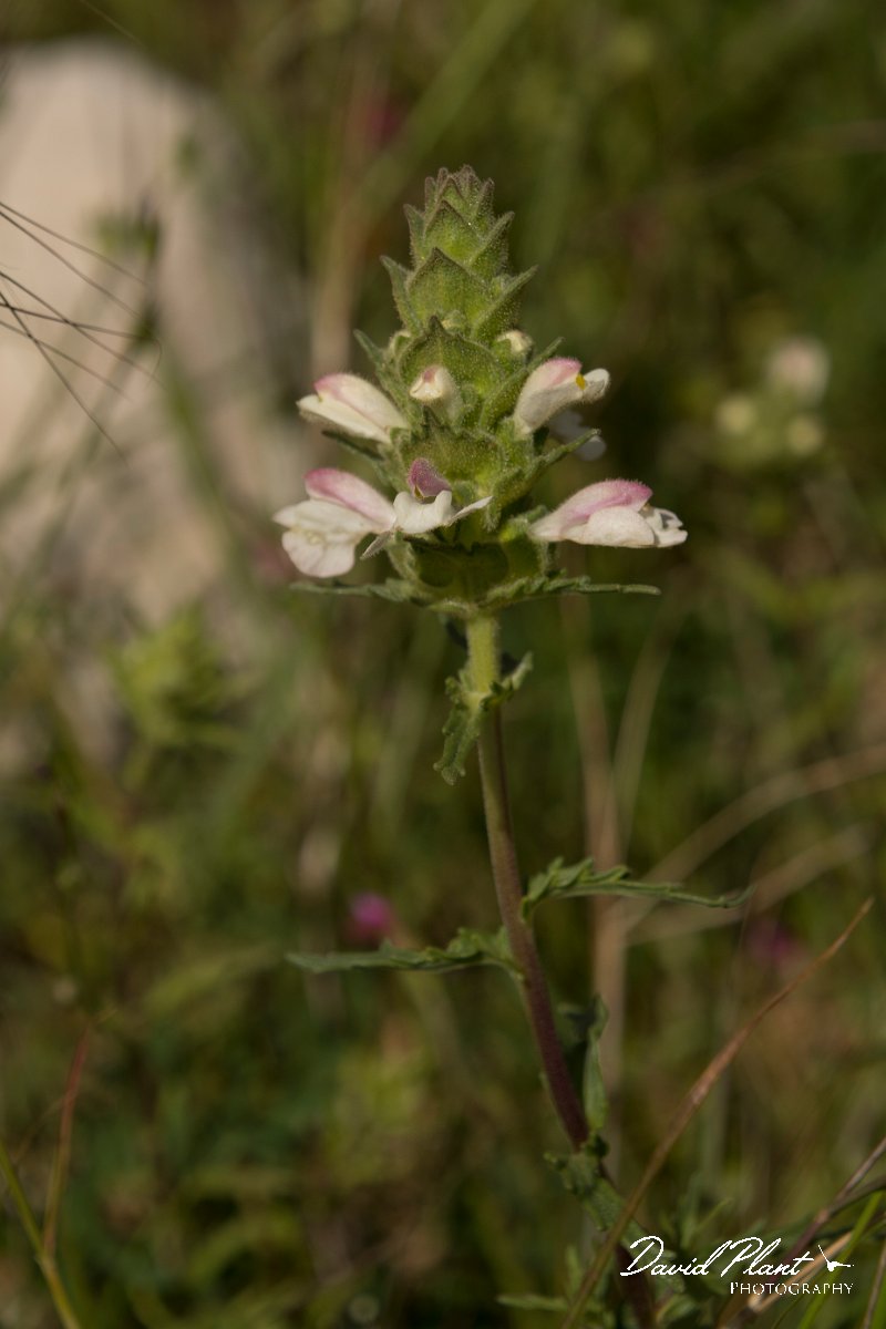 DPPhotography - Crete - Bellardia trixago - B.jpg - Bellardia trixago