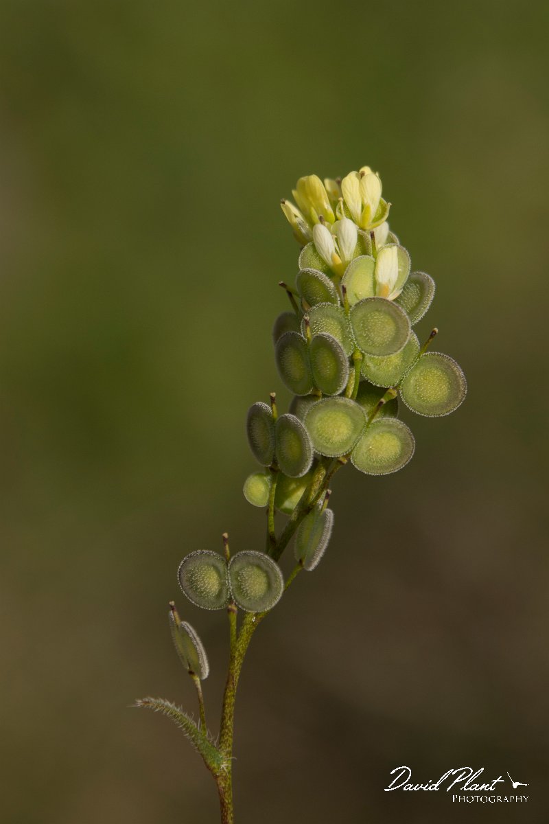 DPPhotography - Crete - Biscutella didyma - B.jpg - Biscutella didyma