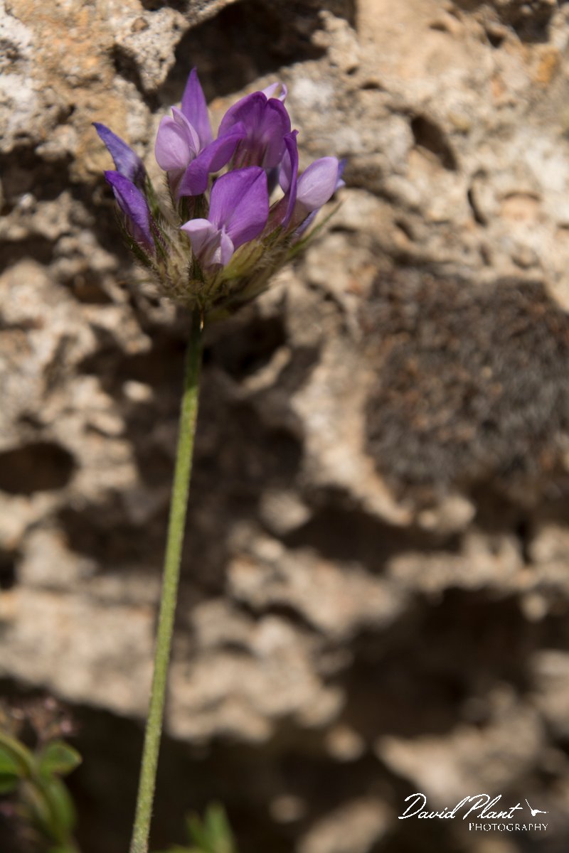 DPPhotography - Crete - Bituminaria bituminosa - B.jpg - Bituminaria bituminosa